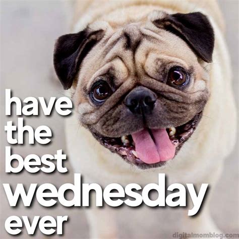 happy wednesday meme|positive wednesday work memes.